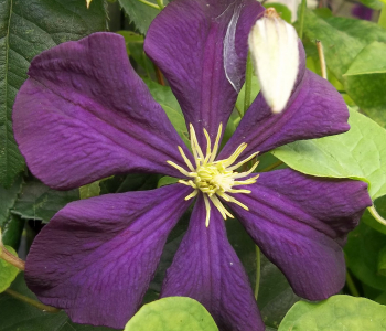 Клематис крупноцветковый Etoile Violette