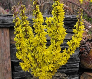 Форзиция средняя Nimbus