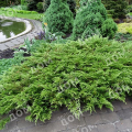 Можжевельник казацкий Arcadia