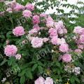 Роза английская Gertrude Jekyll