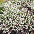 Очиток едкий Variegata