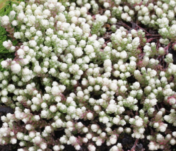 Очиток едкий Variegata