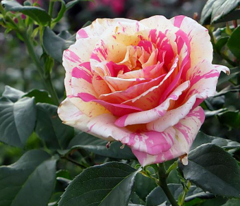 Роза чайно-гибридная Claude Monet