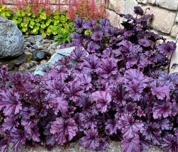 Гейхера Rex Purple