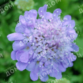 Скабиоза голубиная Nana