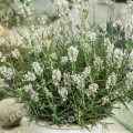 Лаванда узколистная Artic Snow шар