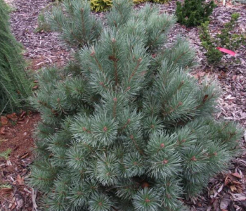 Сосна обыкновенная Chantry Blue