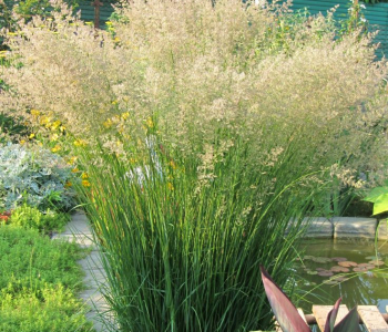 Вейник остроцветковый Karl Foerster