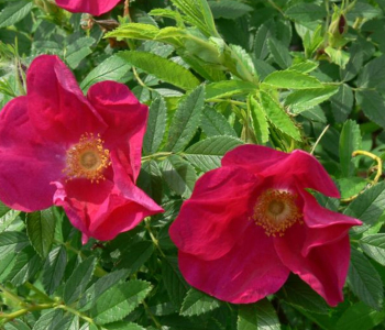 Роза морщинистая Rote Hannover
