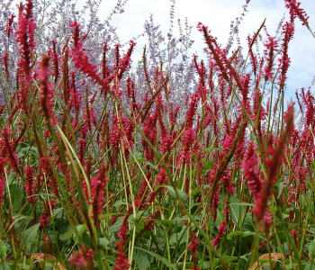 Горец свечевидный Speciosa