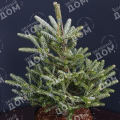 Пихта корейская Silver Star