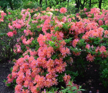 Рододендрон японский Izumi-no-mai