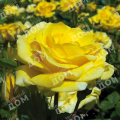 Роза флорибунда Carte d'Or (Meilland)