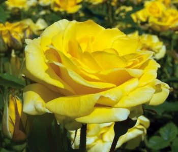Роза флорибунда Carte d'Or (Meilland)