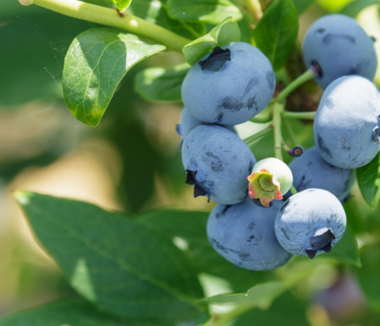 Голубика садовая Bluejay