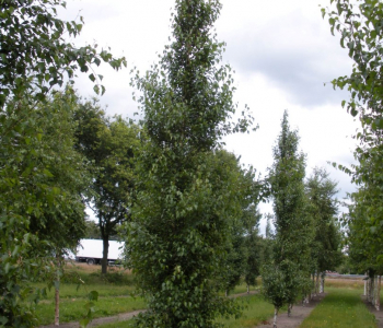 Береза повислая Fastigiata