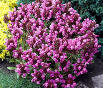 Черноголовка крупноцветковая Bella Pink