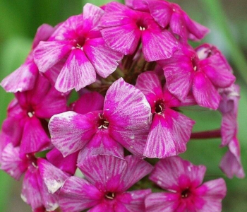 Флокс метельчатый Хозяйка медной горы