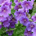 Герань садовая Kashmir Purple