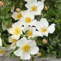 Роза почвопокровная Sonnenroschen (Kordes)