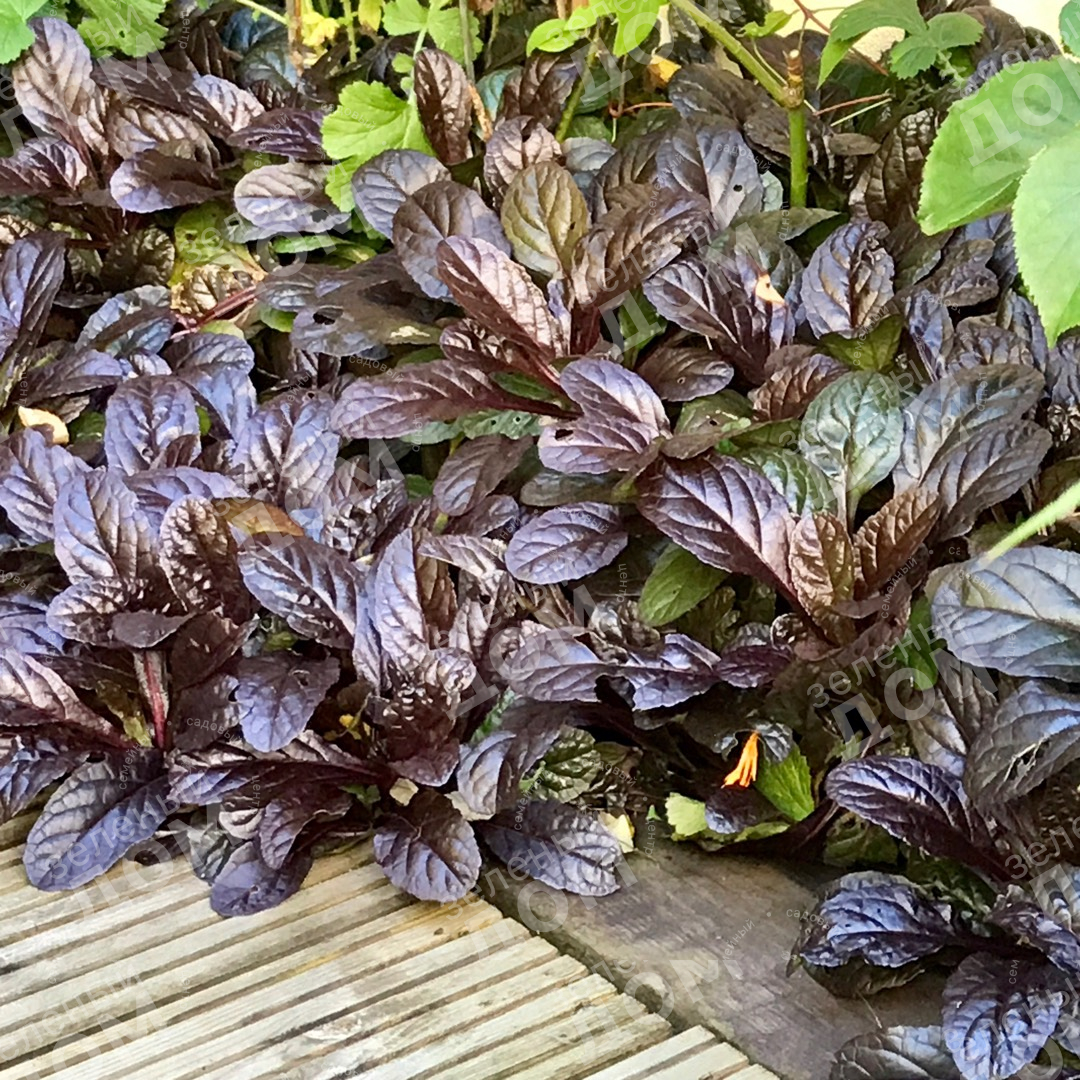 WAYS TO CREATE A BACKYARD OASIS Mix in richly colored foliage Flowers are not th