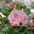 Роза английская Strawberry Hill