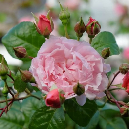 Роза английская Strawberry Hill