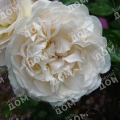 Роза английская Winchester Cathedra