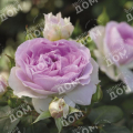 Роза кустовая Saphir (TANTAU)