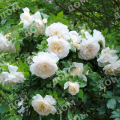 Роза флорибунда Kosmos (Kordes)