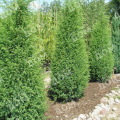 Можжевельник обыкновенный