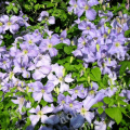 Клематис крупноцветковый Blekitny Aniol