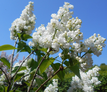 Сирень обыкновенная Miss Ellen Willmot