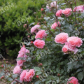 Роза миниатюрная Sweet Drift (Meilland)