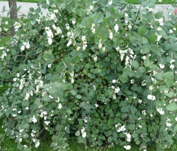 Снежноягодник белый