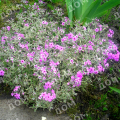 Флокс шиловидный Variegata