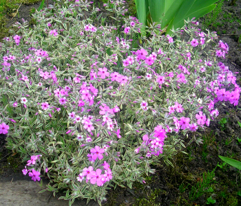 Флокс шиловидный Variegata