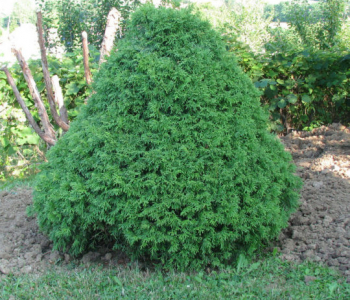 Туя западная Recurvata Nana
