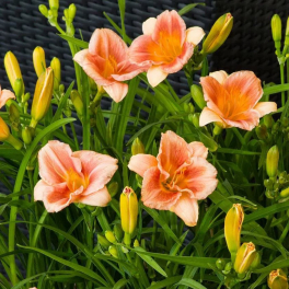 Лилейник EveryDaylily Cerise