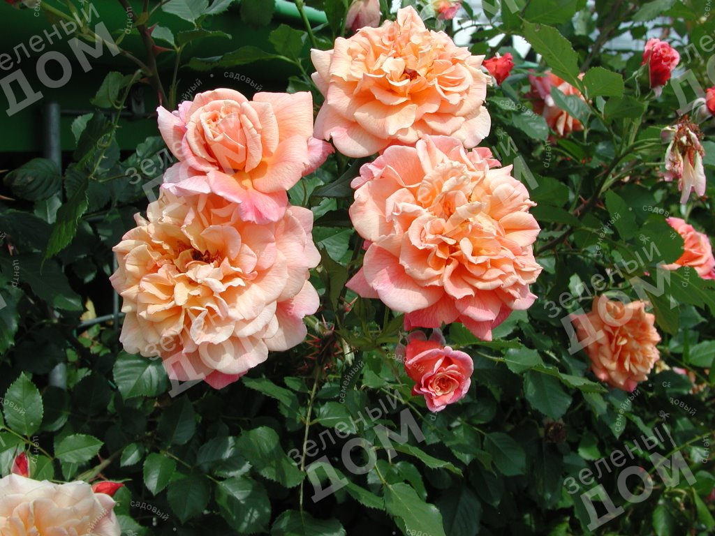 Роза плетистая Aloha (Kordes) в садовом центре Зеленый дом