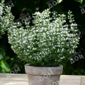 Душевик котовниковидный White Cloud