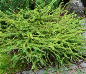 Лиственница Кэмпфери Arethusa Bog