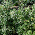 Мята ананасовая Variegata