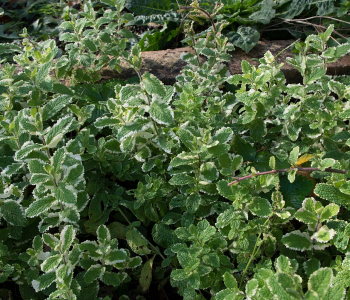 Мята ананасовая Variegata