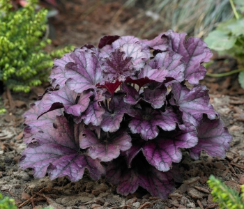Гейхера Rex Purple