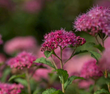 Спирея японская Superstar