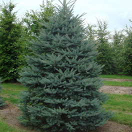 Ель колючая Glauca