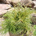 Туя западная Filiformis