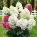 Гортензия метельчатая Royal Flower