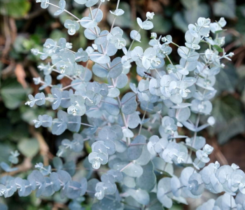 Эвкалипт Гунни Azura